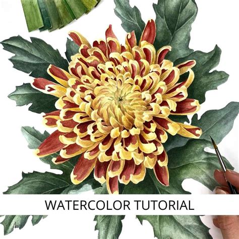 Chrysanthemum Flower Drawing