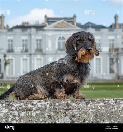 Teckel dachshund hi-res stock photography and images - Alamy