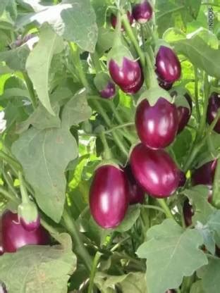 Aro Brinjal CVK, Brinjal Purple round, Eggplant Seed Price in India ...