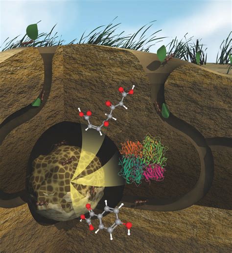 Unlocking Nature: A Guide To How Plants Work Book