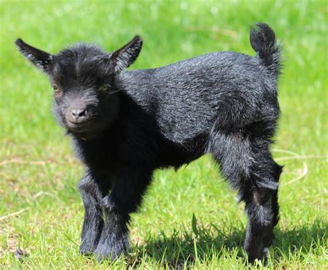 Black Dwarf Pygmy Goats