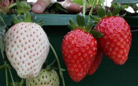 白色草莓和普通草莓有什么区别 但是个头比较大 - 我酷网
