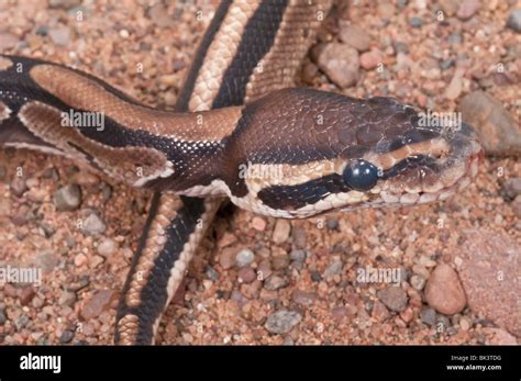 King Python 的图像结果