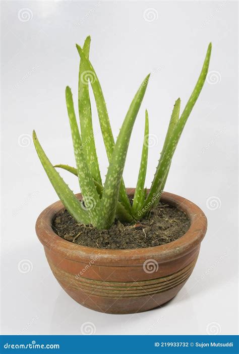 Aloe Vera Tree. Indoor Plant for Good Health Stock Photo - Image of ...