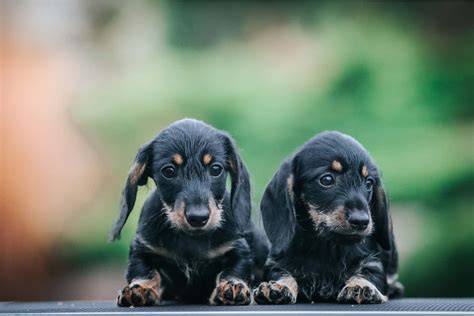Are Miniature Dachshunds Easy To Potty Train