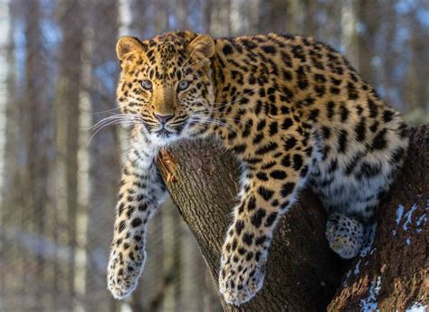 Discover How The Amur Leopard Became Endangered - A-Z Animals