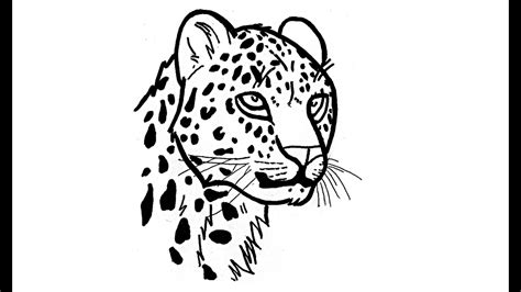 Jaguar Animal Drawing at PaintingValley.com | Explore collection of ...