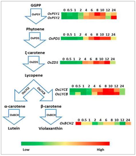 The Coordinated Upregulated Expression of Genes Involved in MEP ...