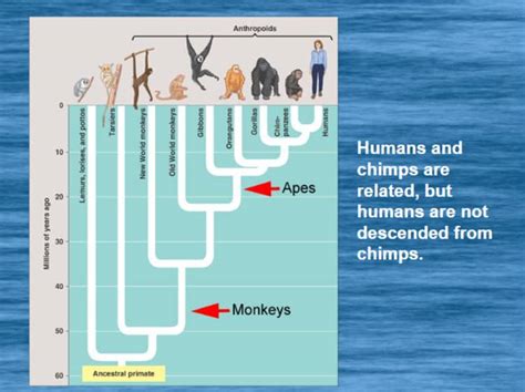 Image result for Classification by Color Code in Evolution