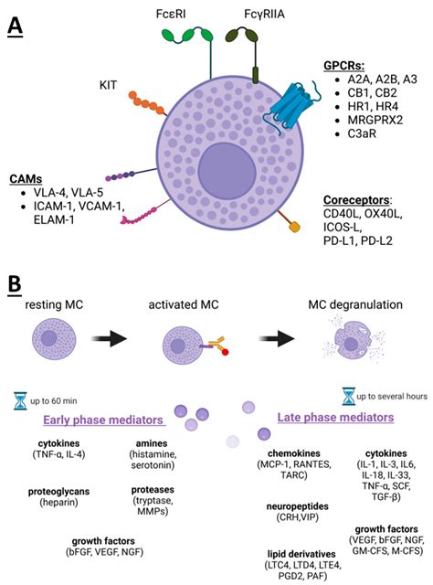 Mast Cells as a Target—A Comprehensive Review of Recent Therapeutic Approaches