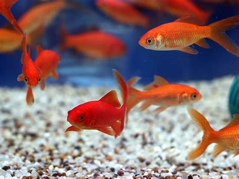 गोल्डफिश कैसे लगाती हैं अपने आसपास के इलाके का अंदाजा? - goldfish use ...