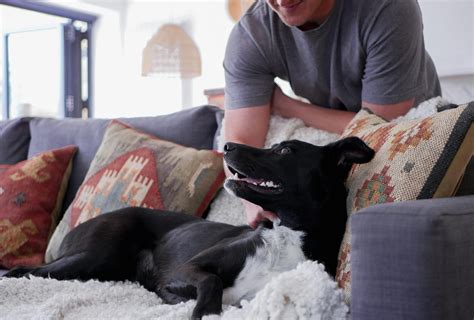 What Causes Foul Smelling Urine In Dogs