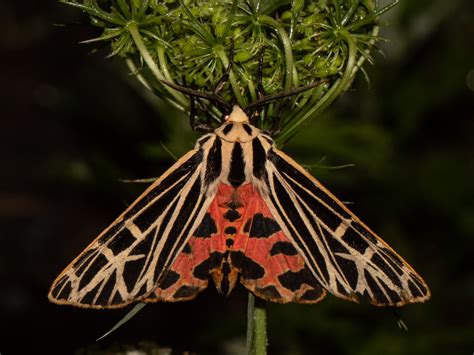 About Virgin Tiger Moth - Maryland Biodiversity Project