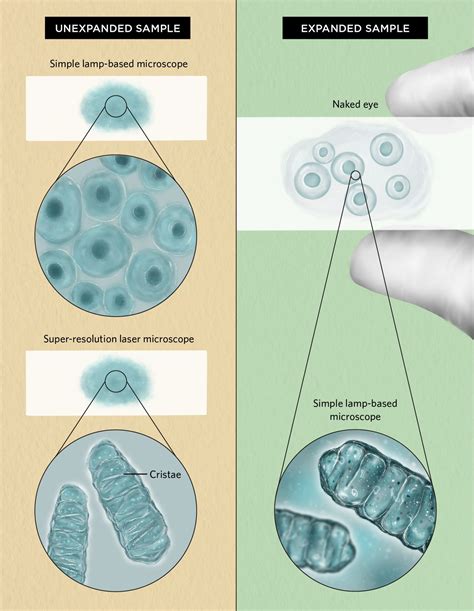 New Swelling Technique Makes Cells Visible to the Naked Eye | The Scientist