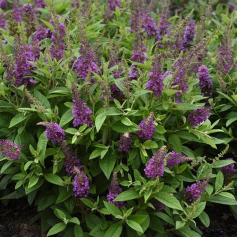 Chrysalis™ Blue Butterfly Bush | Plant Addicts