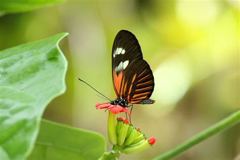 Orange Black Butterfly Free Stock Photo - Public Domain Pictures
