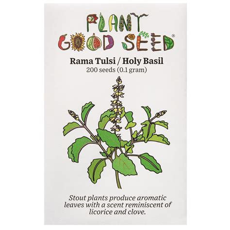 Rama Tulsi / Holy Basil Seeds - The Plant Good Seed Company