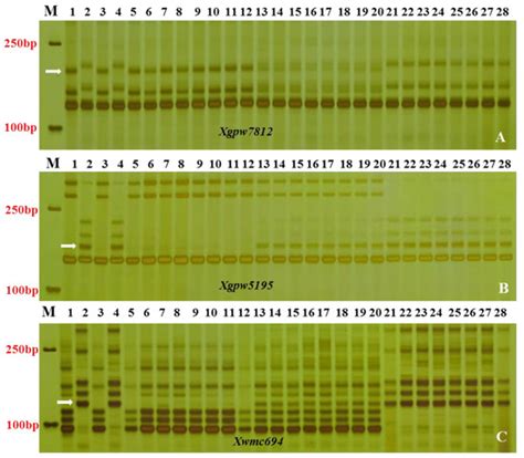 Identification and Transfer of a New Powdery Mildew Resistance Gene ...