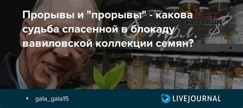 Прорывы и "прорывы" - какова судьба спасенной в блокаду вавиловской ...