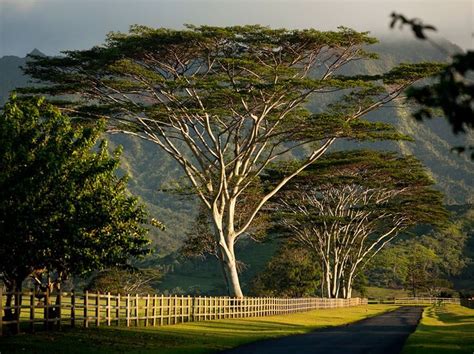 Hawaii’s Native Trees: A Guide to Indigenous Species