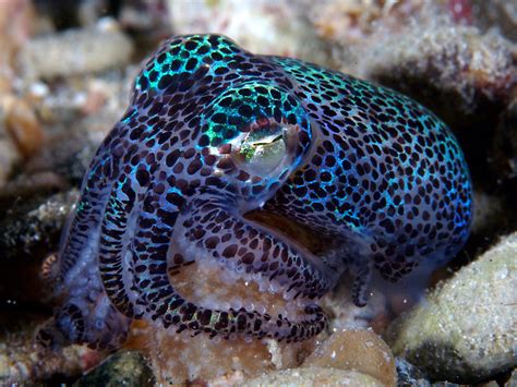 He looks so cool. | Beautiful sea creatures, Ocean creatures, Sea animals