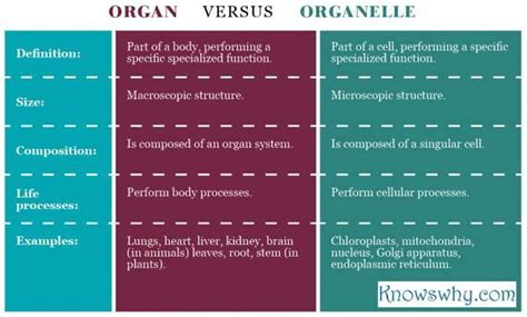 difference between organs and organelles - Brainly.in