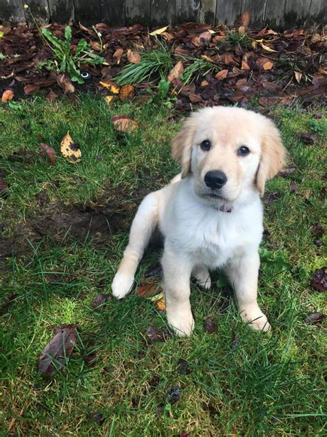 Help with 12 week old Puppy! | Golden Retriever Dog Forums