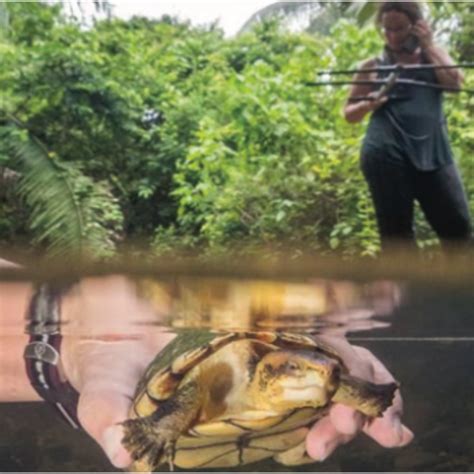 Herpetology | Toucan Ridge Ecology and Education Society (T.R.E.E.S)