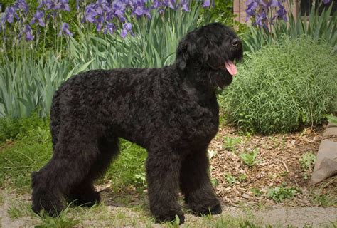 Top 10 Guard Dog Breeds: Pros and Cons – GoofyTails
