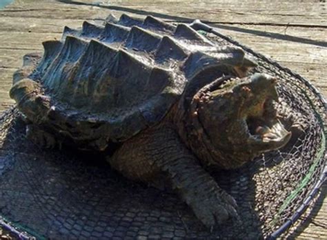 Angler catches alligator snapping turtle - CoventryLive