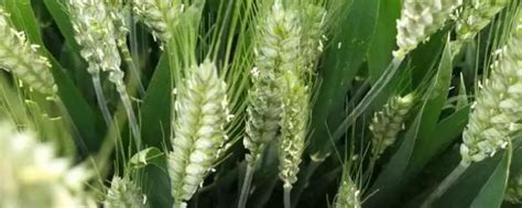 盐碱地改良种植小麦、玉米要成功需要考虑哪些问题？