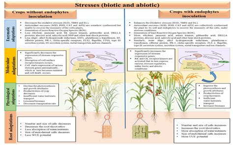 Parthenium hysterophorus’s Endophytes: The Second Layer of Defense ...