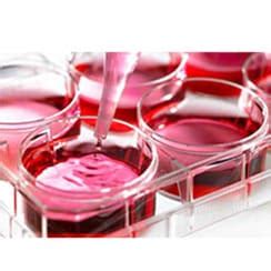 Buy Laboratory Cell Culture Supplies |Biomall.in