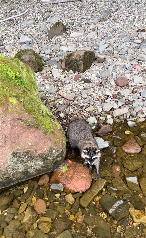 令和6年7月10日 支笏湖 エゾタヌキ ボウズ | 湖の釣り