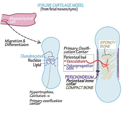 Bone Development Algorithm 的图像结果