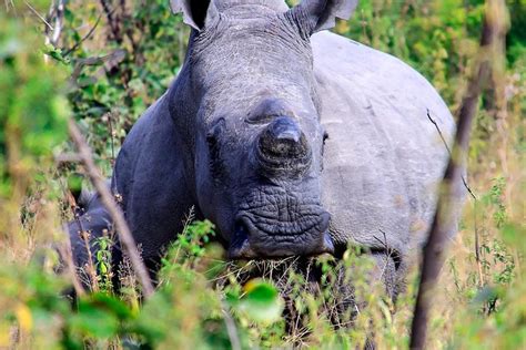 2023 Matopos Park Day Game Drive With Rhino Tracking!