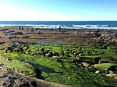 Complete Guide to the La Jolla Tide Pools | LaJolla.com