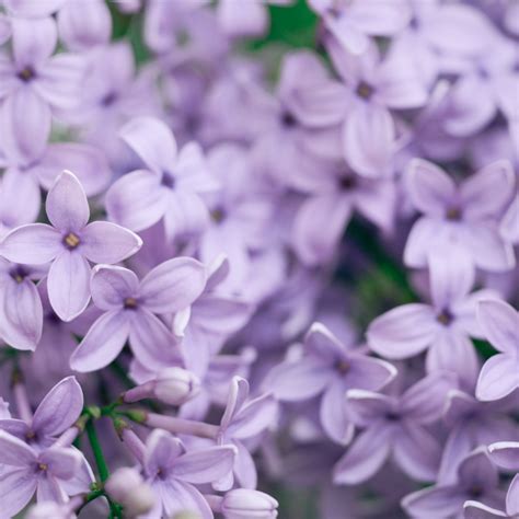 Lilac Plants | Varieties, Growing Tips & Care Guide