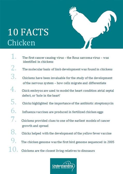 Chicken 10 facts :: Understanding Animal Research