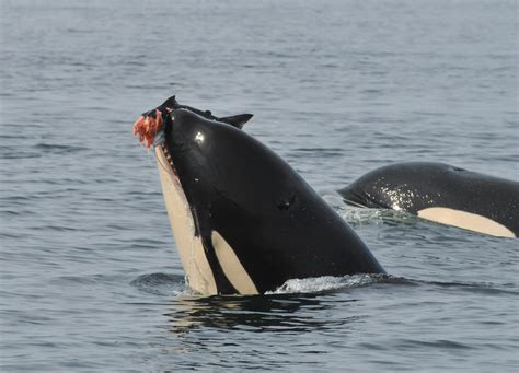 Orca Whale Diet Spotlight On Species: Orca Whales In The Wild