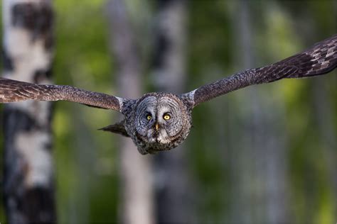 Forest owls in flight | Christopher Martin Photography