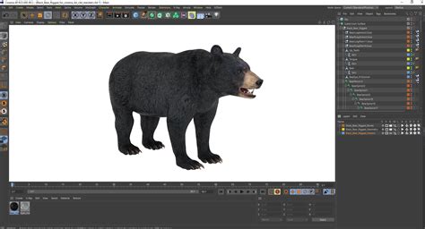3D Black Bear Rigged for Cinema 4D | 3D Molier International