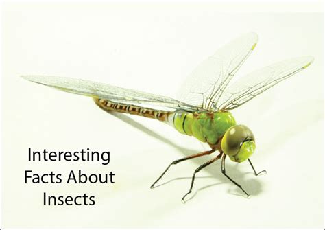 Image result for Insect Facts