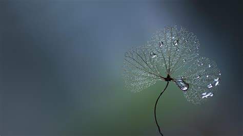 Dew Drop Wallpapers - Top Free Dew Drop Backgrounds - WallpaperAccess