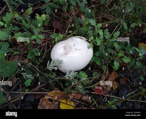 giant puffball (Calvatia gigantea) Fungi Stock Photo - Alamy