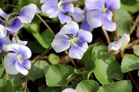 Types Of Violet Plants - Learn About Violet Plant Varieties | Gardening ...