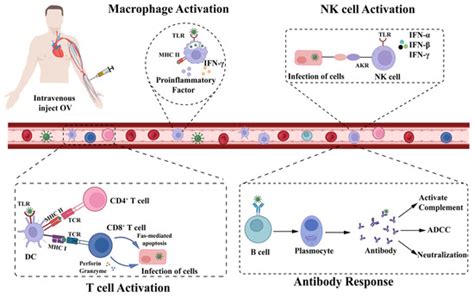 The Dilemma of HSV-1 Oncolytic Virus Delivery: The Method Choice and ...