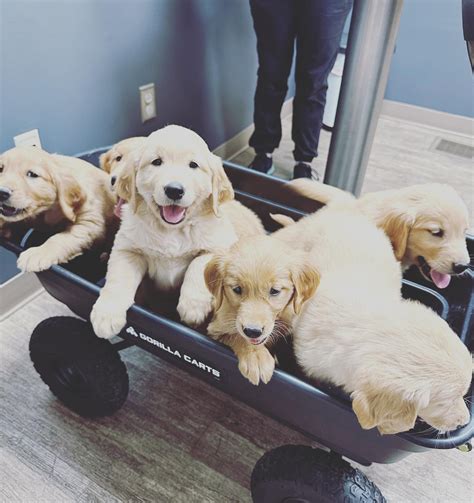 Dickson Veterinary Clinic (@dicksonvetclinic) • Instagram photos and videos