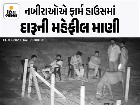 In Ahmedabad, Nabirs ran after a horse after drinking alcohol, injured ...