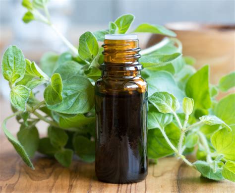 medicinal uses of oregano oil Archives - The PlantTube